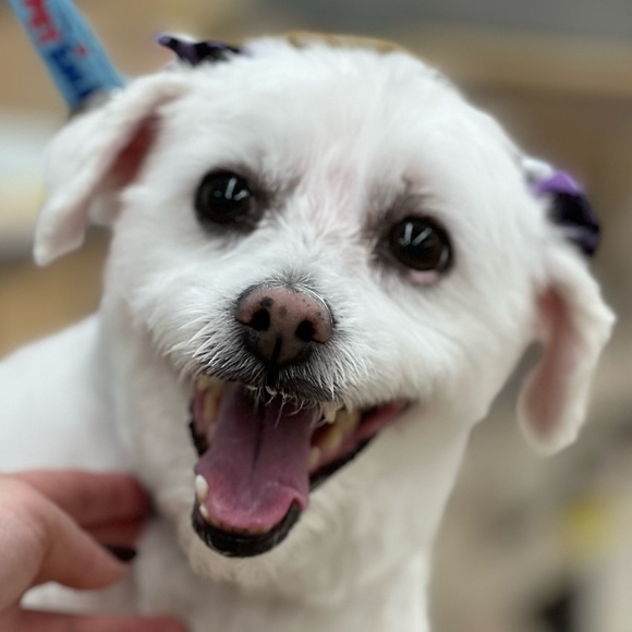 Meet your Posher, Stephanie - Picture 4 of 4